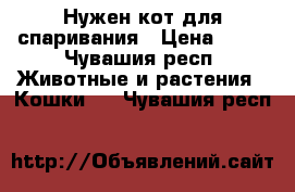 Нужен кот для спаривания › Цена ­ 50 - Чувашия респ. Животные и растения » Кошки   . Чувашия респ.